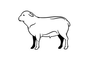 Naturdarm Schaf